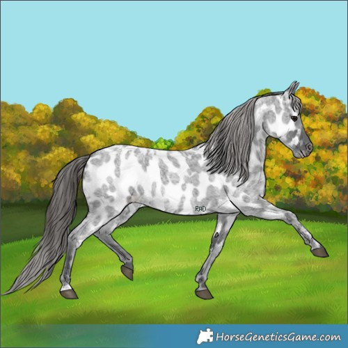 Horse Color:Blue Ice Roan Appaloosa 