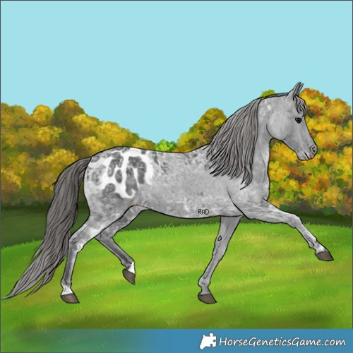 Horse Color:Black Ice Appaloosa 