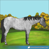 Horse Color:Blue Ice Roan 