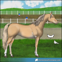 Horse Color:Palomino Dun Tobiano 