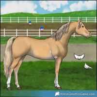 Horse Color:Palomino Dun Tobiano 