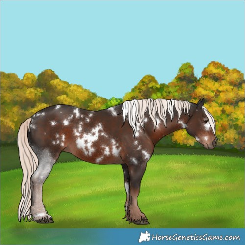 Horse Color:White Spotted Liver Chestnut Mushroom 