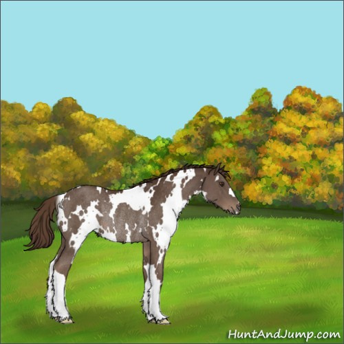 Horse Color:White Spotted Liver Chestnut Rabicano 