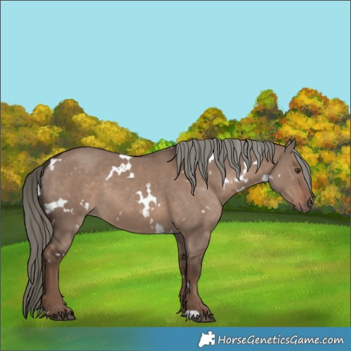 Horse Color:White Spotted Liver Red Dun Mushroom 