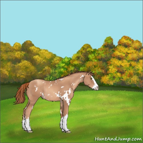 Horse Color:White Spotted Gold Champagne Splash Rabicano 