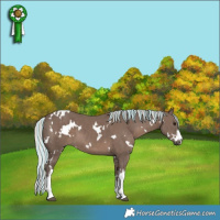 Horse Color:Painted White Spotted Silver Black
