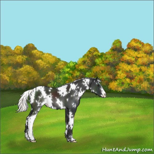 Horse Color:White Spotted Liver Chestnut Mushroom Sabino 