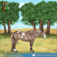 Horse Color:Painted White Spotted Liver Red Dun Mushroom Sabino 