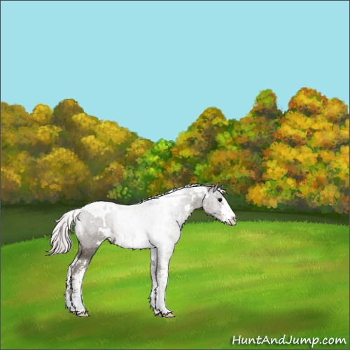 Horse Color:White Spotted Silver Black Sabino Rabicano 