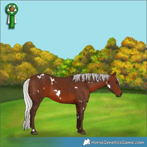 Horse Color:White Spotted Silver Brown 