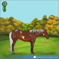 Horse Color:White Spotted Silver Brown 