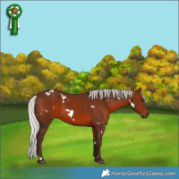 Horse Color:White Spotted Silver Brown