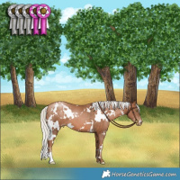 Horse Color:White Spotted Silver Bay Pearl