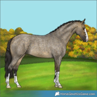 Horse Color:Buckskin Roan Dun 