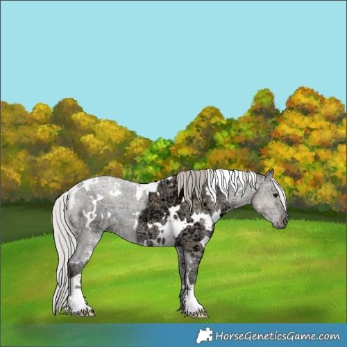 Horse Color:Plaid  White Spotted Silver Grullo Ice 
