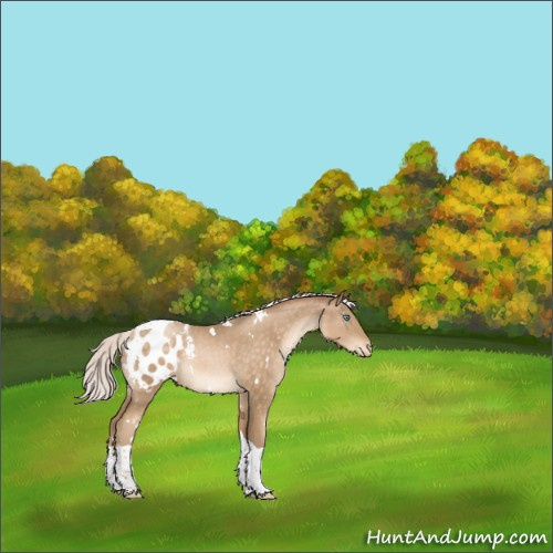 Horse Color:White Spotted Silver Buckskin Pearl Tobiano Appaloosa 