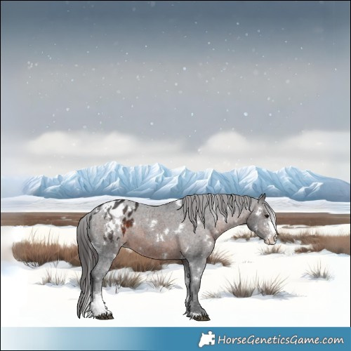 Horse Color:White Spotted Brown Sabino Appaloosa 