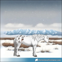 Horse Color:White Spotted Brown Sabino Appaloosa 