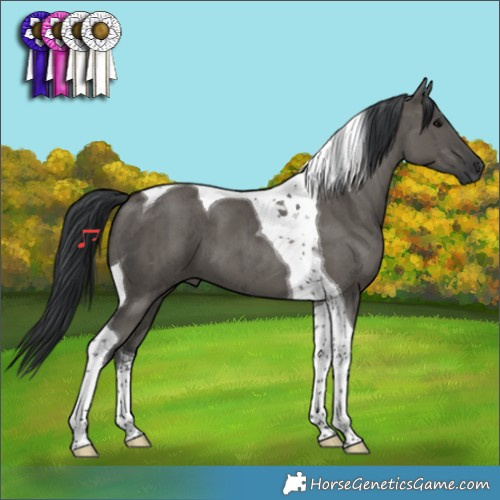 Horse Color:Grullo Tobiano Brindle 