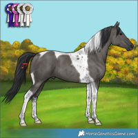 Horse Color:Grullo Tobiano Brindle 