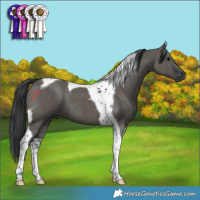 Horse Color:Grullo Tobiano Brindle 