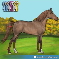 Horse Color:Liver Red Dun