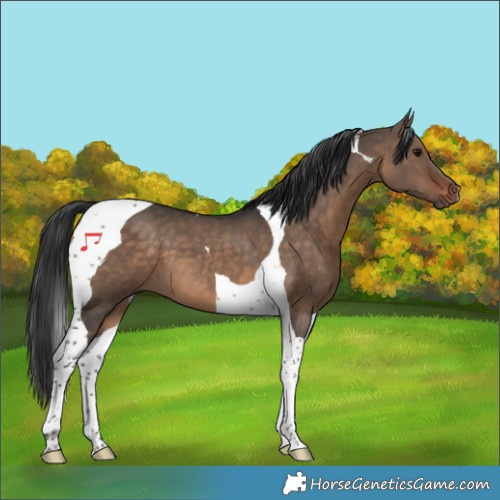 Horse Color:Brown Dun Tobiano 