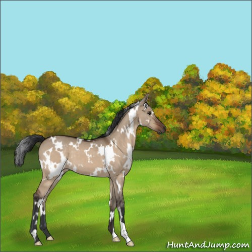 Horse Color:White Spotted Brown Dun 