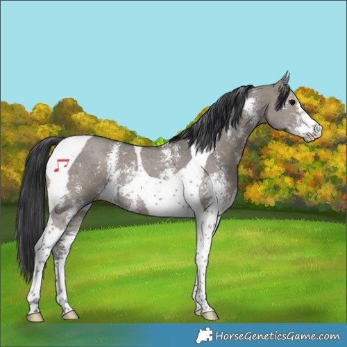 Horse Color:Grullo Sabino Tobiano 