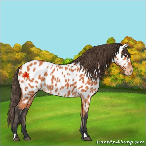 Horse Color:Bay Appaloosa
