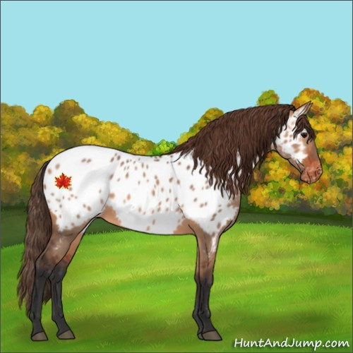 Horse Color:Bay Dun Appaloosa