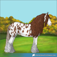 Horse Color:Chestnut Splash Appaloosa 