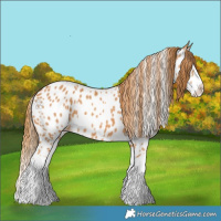 Horse Color:Chestnut Splash Appaloosa 
