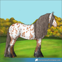 Horse Color:Bay Near Leopard