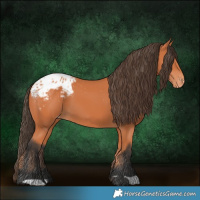 Horse Color:Bay Appaloosa 