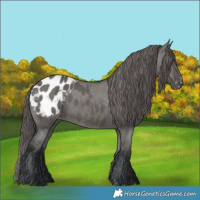 Horse Color:Grullo Appaloosa 