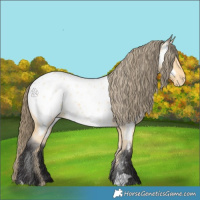 Horse Color:Buckskin Roan Appaloosa 