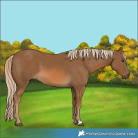 Horse Color:Chocolate Palomino 