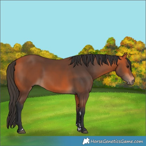 Horse Color:Bay 