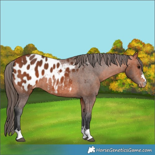 Horse Color:Bay Appaloosa 