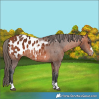 Horse Color:Bay Appaloosa 