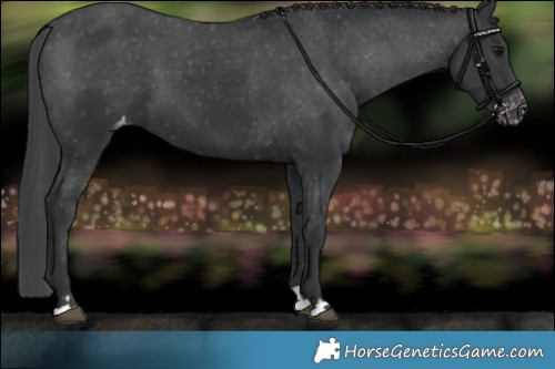 Horse Color:Black Appaloosa 