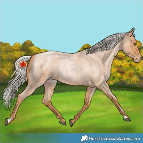 Horse Color:Silver Bay Roan Pearl 