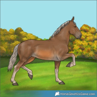 Horse Color:Chocolate Palomino 