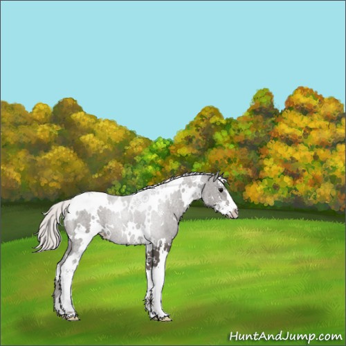 Horse Color:White Spotted Silver Black Sabino 