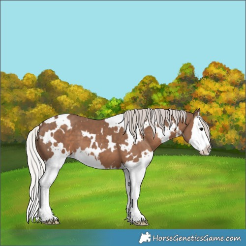 Horse Color:White Spotted Silver Black Splash 