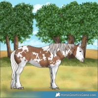 Horse Color:White Spotted Silver Black Splash