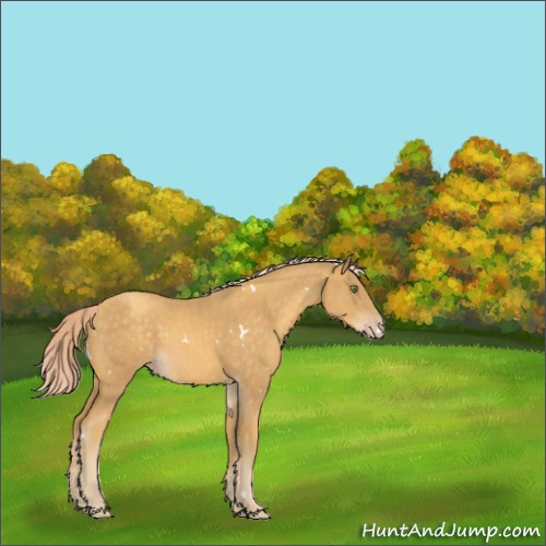 Horse Color:White Spotted Gold Cream Champagne 