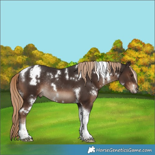 Horse Color:White Spotted Liver Chestnut Tobiano Rabicano 