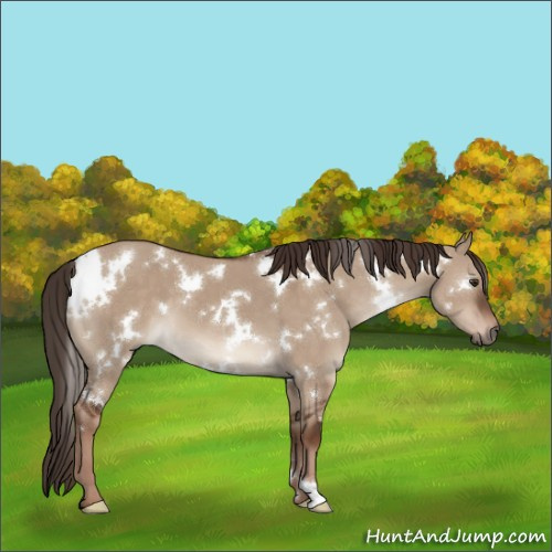 Horse Color:White Spotted Liver Red Dun 